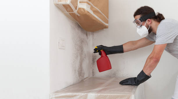 Professional Black Mold Remediation technician working in Willow Springs, IL