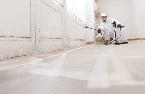 24/7 Emergency Black Mold Remediation experts in Willow Springs, IL