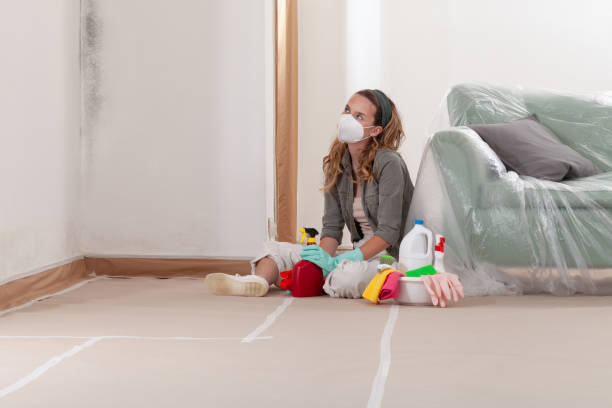 Reliable Black Mold Remediation contractor in Willow Springs, IL by 24 Hour Mold Removal