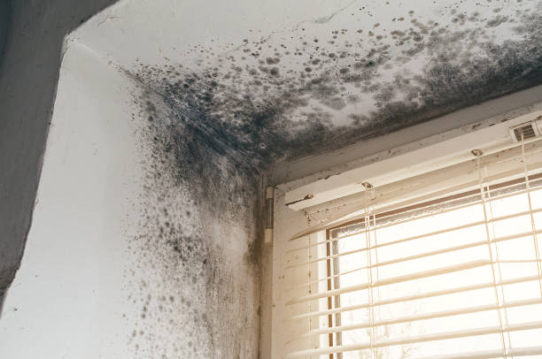 Affordable Black Mold Remediation solutions in Willow Springs, IL